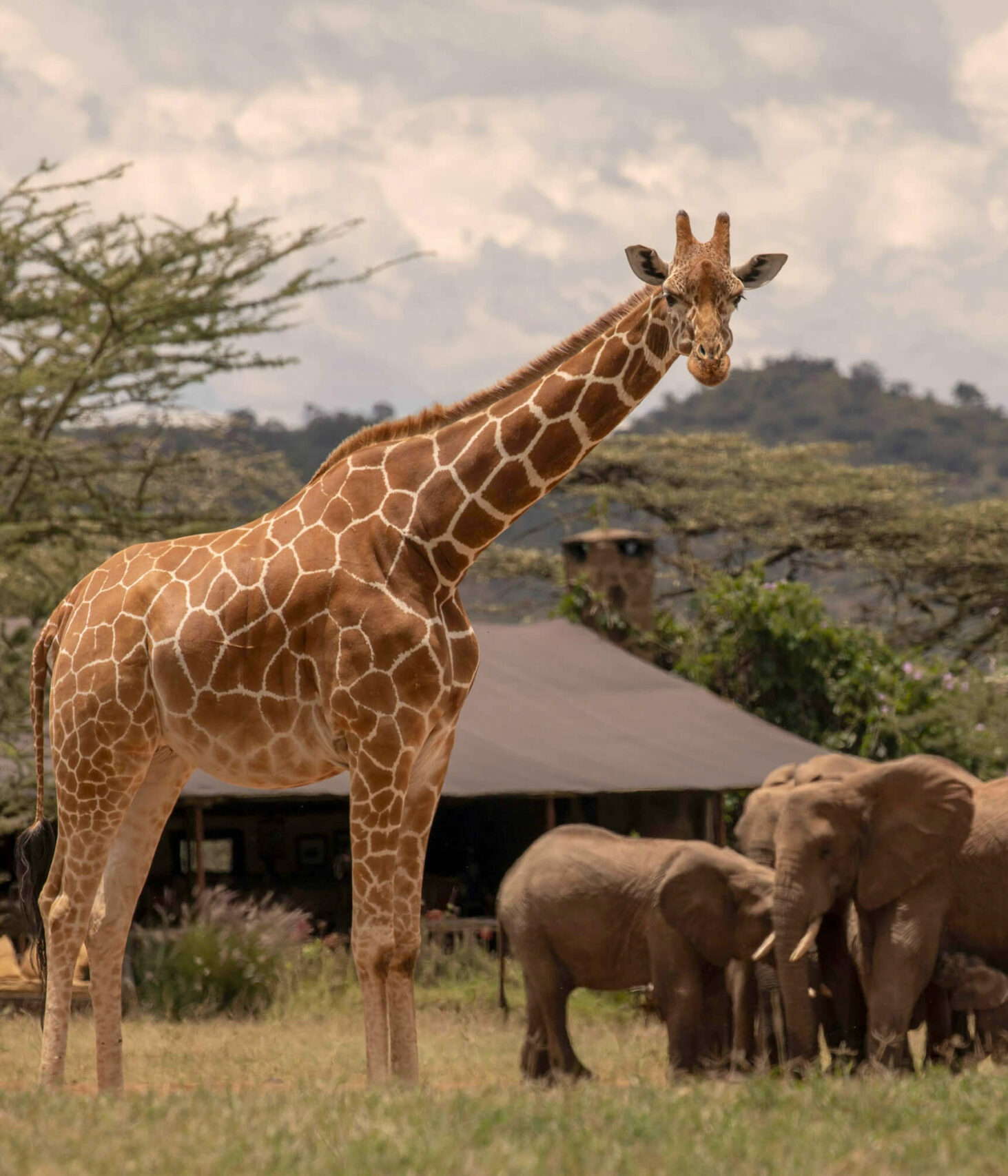 Africa Voyage