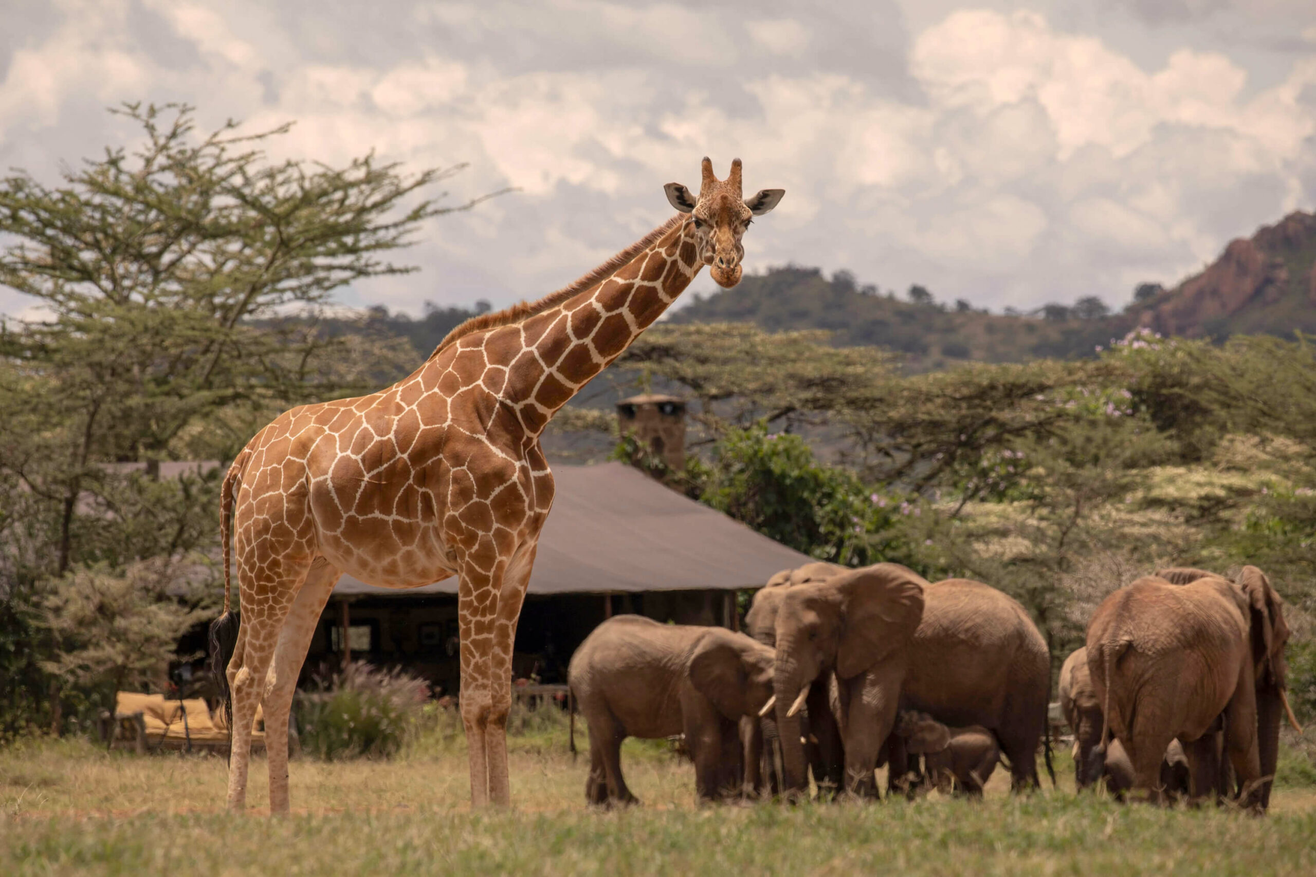 Africa Voyage