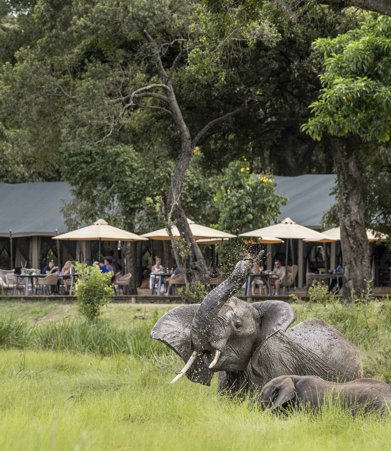 Africa Voyage